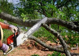 Reliable Smiths Station, AL Tree Services Solutions