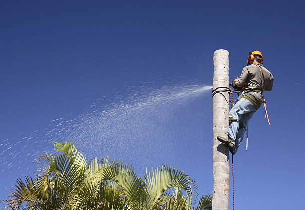 How Our Tree Care Process Works  in  Smiths Station, AL